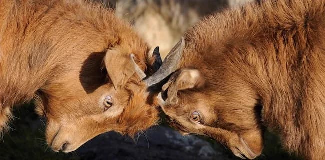 ¿Qué es el Contrato de Transacción? Descubre Cómo Te Beneficia